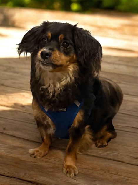 Hundefreundliche Ferienwohnung nahe Bayreuth - Hundemodel: Drachi aus Bernstadt